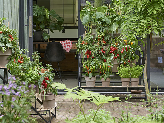 El huerto en macetas: llena tu patio del color de las hortalizas!